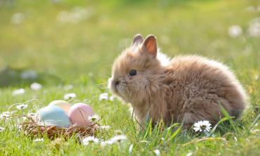 Happy Easter