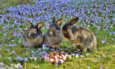 Frohe Ostern