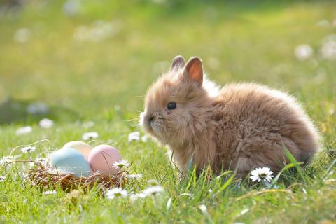 Happy Easter